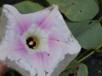 Ipomoea clavata (G. Don) Ooststr. ex J. F. Macbr. (Convolvulaceae)