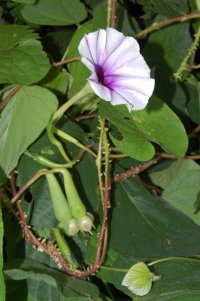 Ipomoea muricata (L.) Jacq.