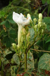 Ipomoea suaveolens (M. Martens & Galeotti) Hemsl.