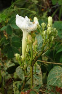 Ipomoea suaveolens (M. Martens & Galeotti) Hemsl.