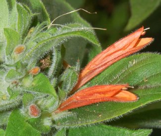 Dicliptera pallida Leonard  (Acanthaceae)