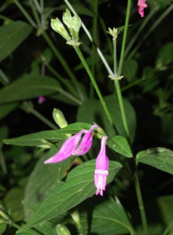 Dicliptera trifurca Oerst.