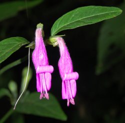 Dicliptera trifurca Oerst.