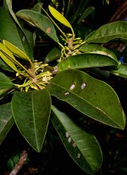 Manilkara spectabilis (Pittier) Standl. (Sapotaceae) 