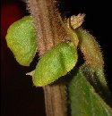 Gouania velutina Reissek (Rhamnaceae)