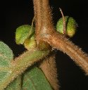 Gouania velutina Reissek (Rhamnaceae)