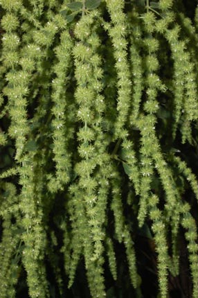 Asterohyptis mociniana (Benth.) Epling (Lamiaceae)