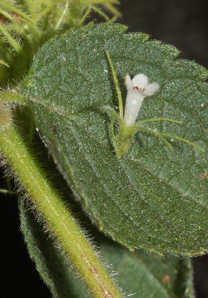 Asterohyptis mociniana (Benth.) Epling (Lamiaceae)