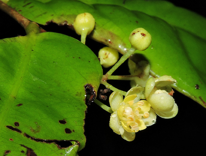 Recchia simplicifolia T. Wendt & E. J. Lott (Surianaceae)