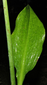 Eucharis bouchei Woodson & P. H. Allen (Amaryllidaceae)