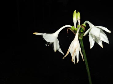 Eucharis bouchei Woodson & P. H. Allen (Amaryllidaceae)