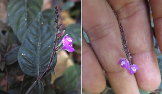 Justicia metallica Lindau (Acanthaceae)