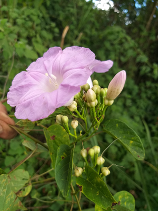 Ipomoea batatoides Choisy (Convolvulaceae)