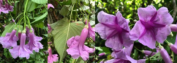 Ipomoea batatoides Choisy (Convolvulaceae)