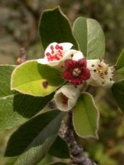 Amelanchier denticulata