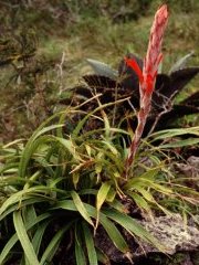 Pitcairnia saxicola