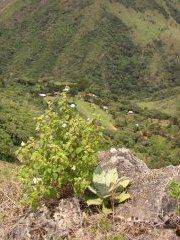 View of valley from cliff edge.