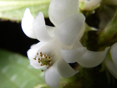 Symplocos striata Kriebel & N. Zamora (Symplocaceae)