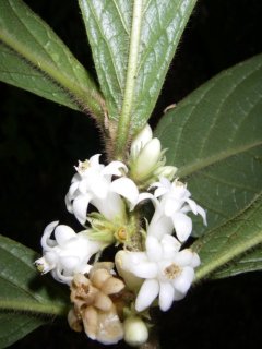 Symplocos striata Kriebel & N. Zamora (Symplocaceae)