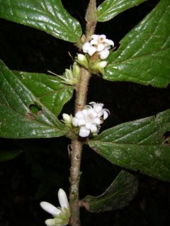 Symplocos striata Kriebel & N. Zamora (Symplocaceae)