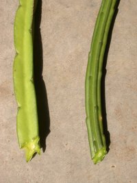 Térraba plant/Guanacaste plant