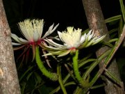 Trraba plant/Guanacaste plant