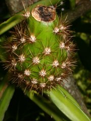 Trraba plant/Guanacaste plant