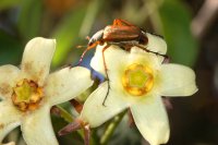 Gonolobus edulis Hemsl. (Hammel 24766)