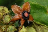 Matelea pseudobarbata (Hammel 24779)