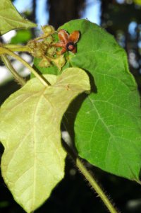 Matelea pseudobarbata (Hammel 24779)