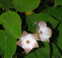 Polystemma guatemalense (Schltr.) W.D. Stevens (Hammel 24790)