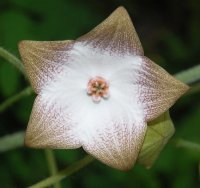 Polystemma guatemalense (Schltr.) W.D. Stevens (Hammel 24790)