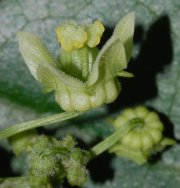 Sechium tacaco (Pittier) C. Jeffrey (Cucurbitaceae)