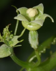 Sechium tacaco (Pittier) C. Jeffrey (Cucurbitaceae)