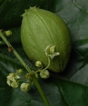 Sechium tacaco (Pittier) C. Jeffrey (Cucurbitaceae)