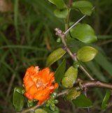 Pereskia lychnidiflora DC. (Cactaceae)