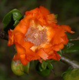 Pereskia lychnidiflora DC. (Cactaceae)