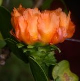 Pereskia lychnidiflora DC. (Cactaceae)