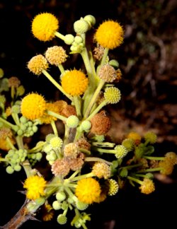 Vachellia pennatula (Schltdl. & Cham.) Seigler & Ebinger (Fabaceae)