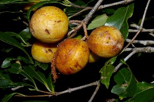 Elaeodendron xylocarpum (Vent.) DC. (Celastraceae)