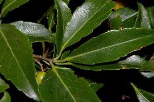 Elaeodendron xylocarpum (Vent.) DC. (Celastraceae)