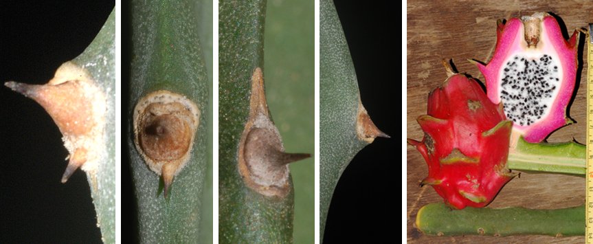 Hylocereus monacanthus (Lem.) Britton & Rose (Cactaceae)