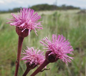 Campuloclinium macrocephalum (Less.) DC. (Asteraceae)