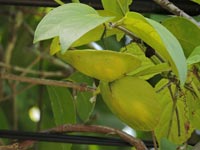 Cuervea kappleriana (Miq.) A. C. Sm. (Celastraceae)