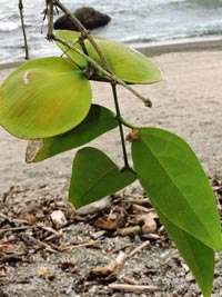 Cuervea kappleriana (Miq.) A. C. Sm. (Celastraceae)