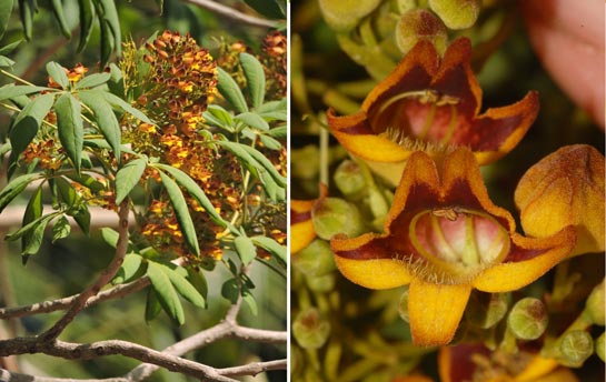 Godmania aesculifolia (Kunth) Standl. (Bignoniaceae)