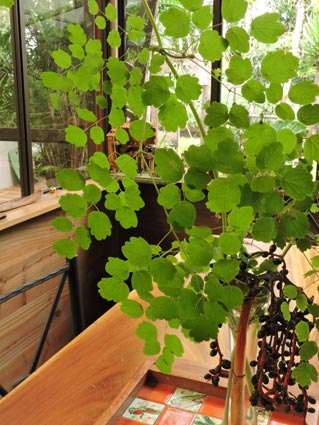 Thalictrum lankesteri Standl. (Ranunculaceae)