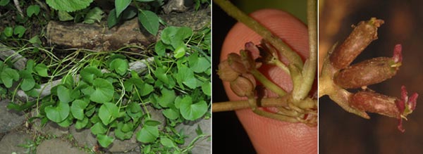 Centella erecta (L. f.) Fernald (Apiaceae)