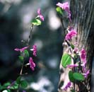 Plocosperma buxifolium