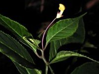 Burmeistera parviflora